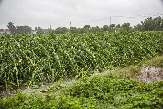 狂風(fēng)暴雨后，玉米倒伏到底扶不扶？附：急救措施